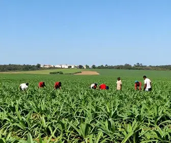 A Influência da Abolição da Escravidão no Ceará