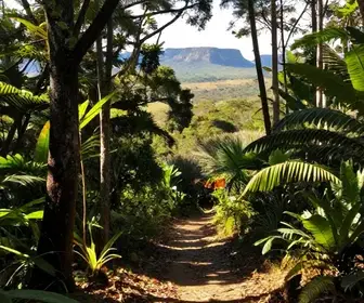 Explore a Floresta Nacional do Araripe: Um Parque Deslumbrante no Ceará